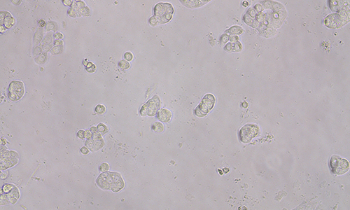 细胞增殖/细胞毒性的检测方法、原理及注意事项