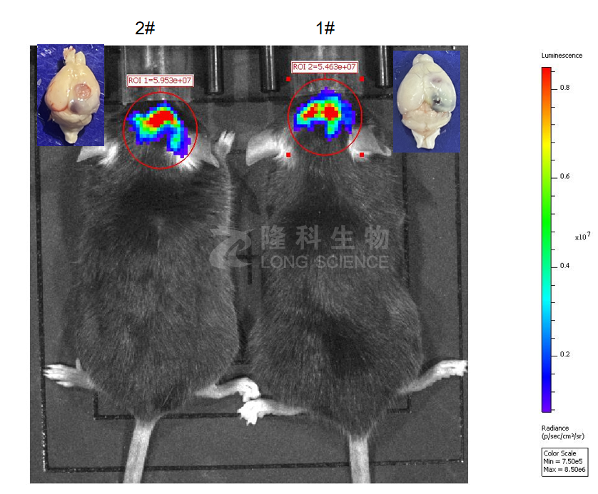 小动物活体成像