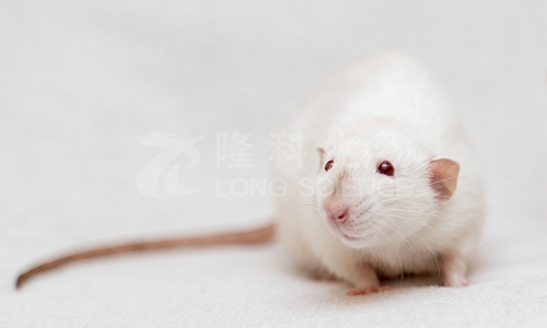 阿尔兹海默症动物模型的建立方法