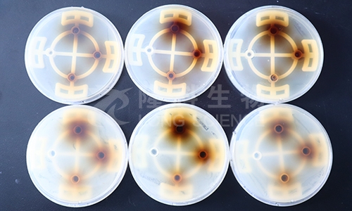 抑菌圈实验注意事项