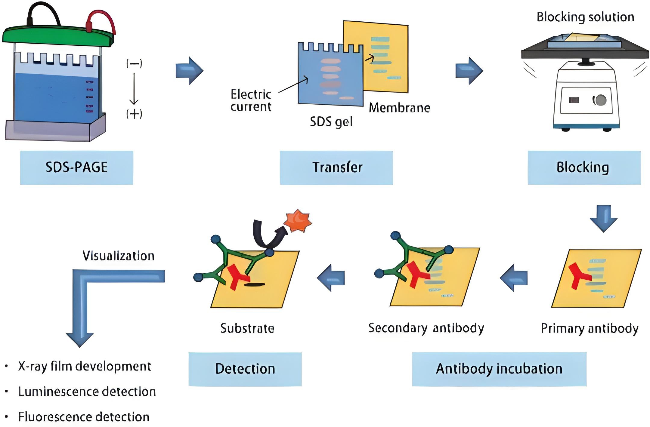蛋白印迹或免疫印迹WB实验流程