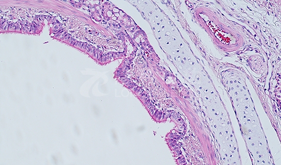 特殊染色技术服务