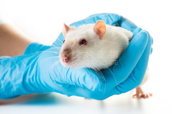 结肠炎动物模型构建